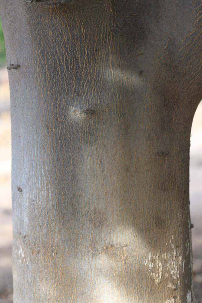            Bark (Vainiglia, Riverside, CA)   